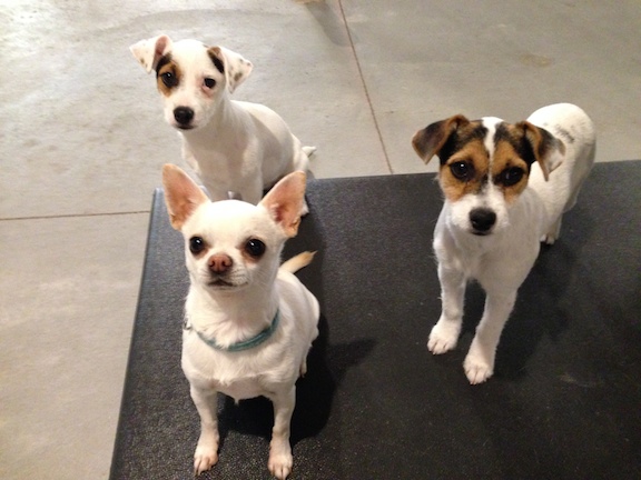 Bentlry, Patch and Lucy