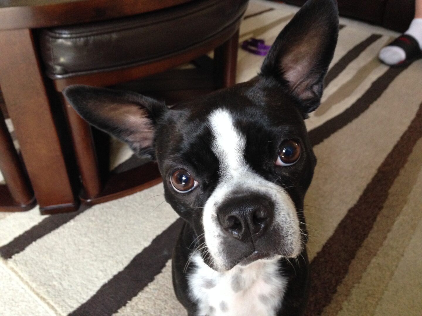 Teaching a Nervous Boston Terrier to Relax and Listen Dog