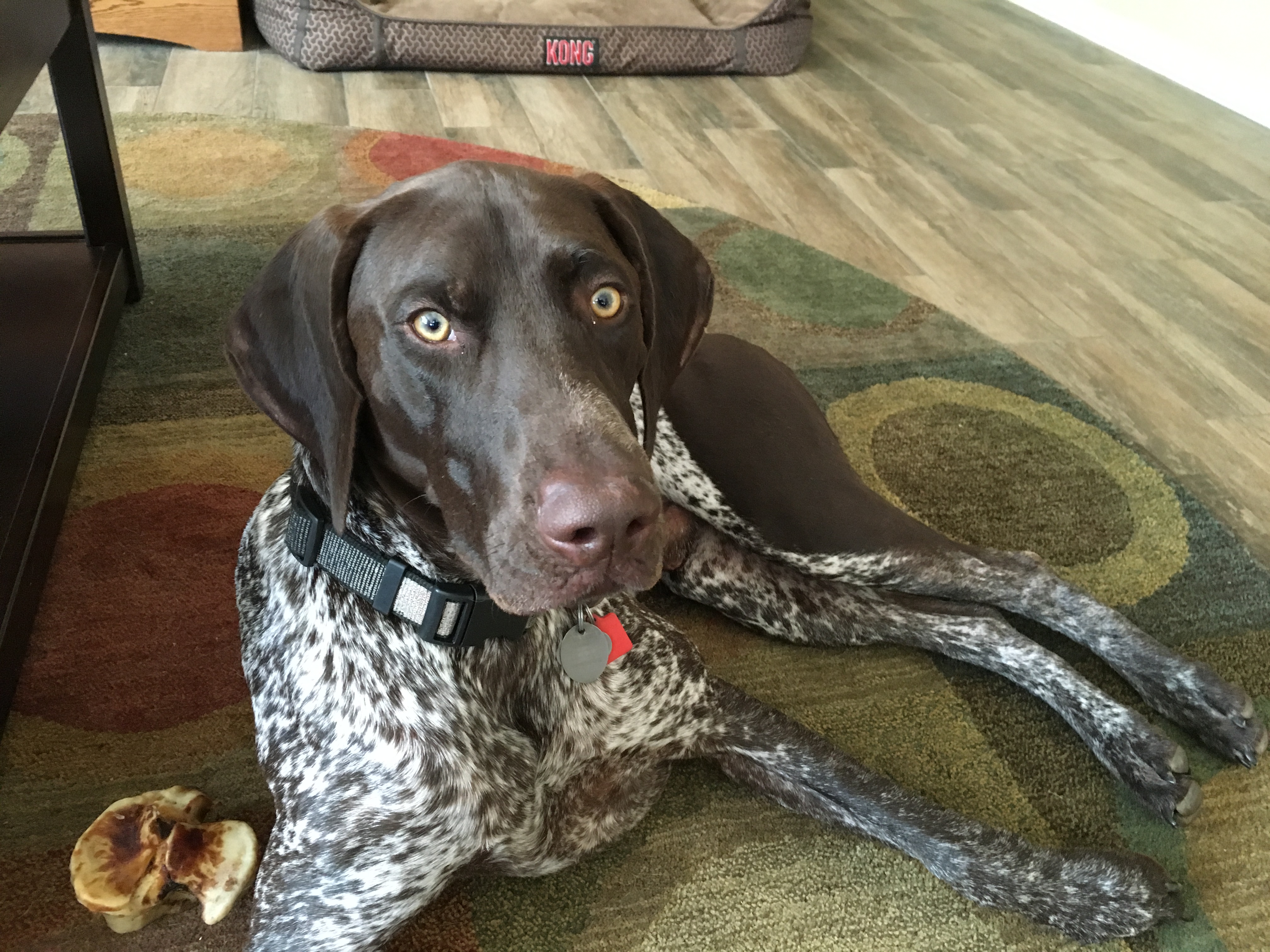 german shorthaired pointer exercise ideas