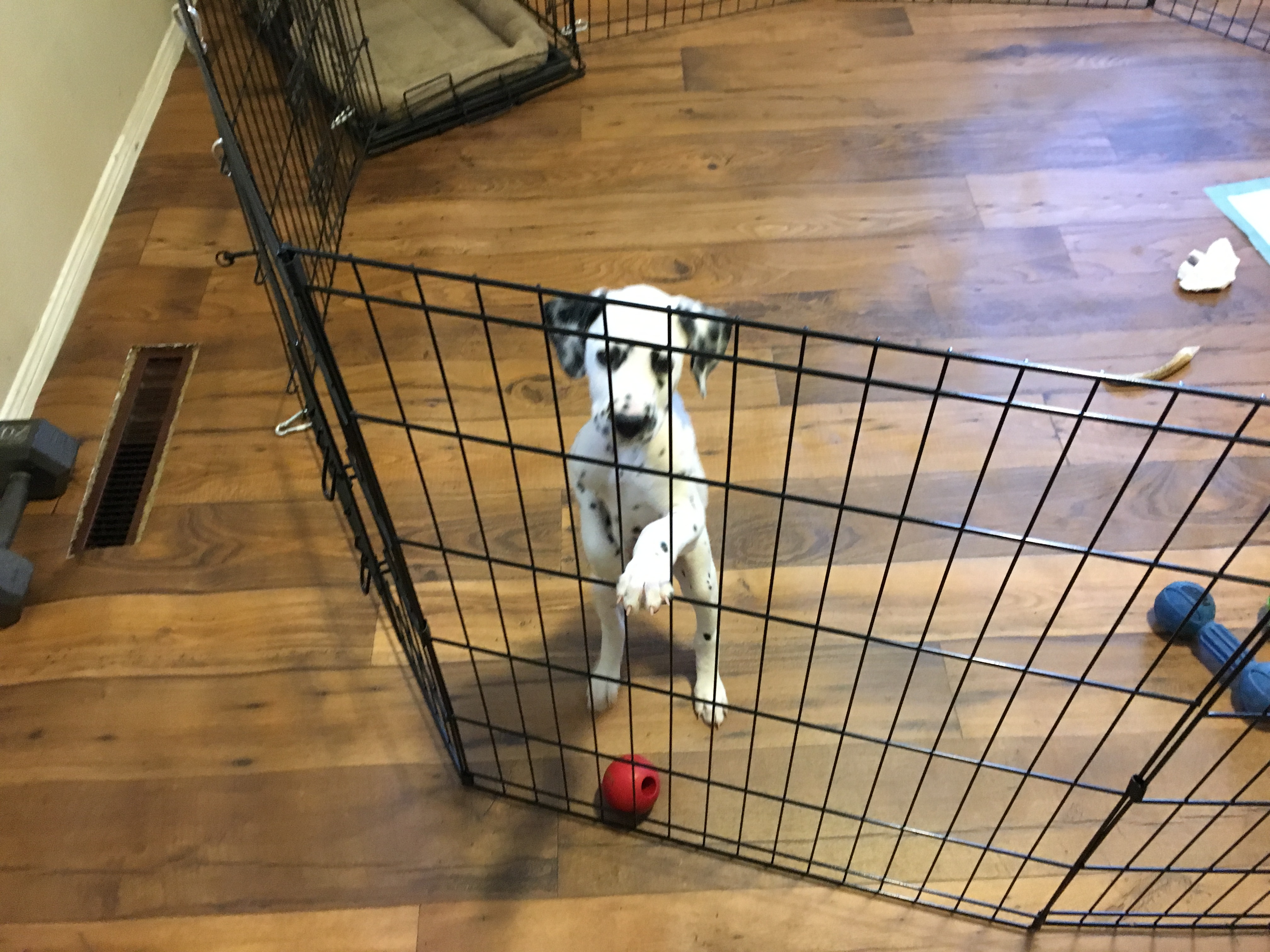 How To Keep Dog From Climbing Out Of Pen