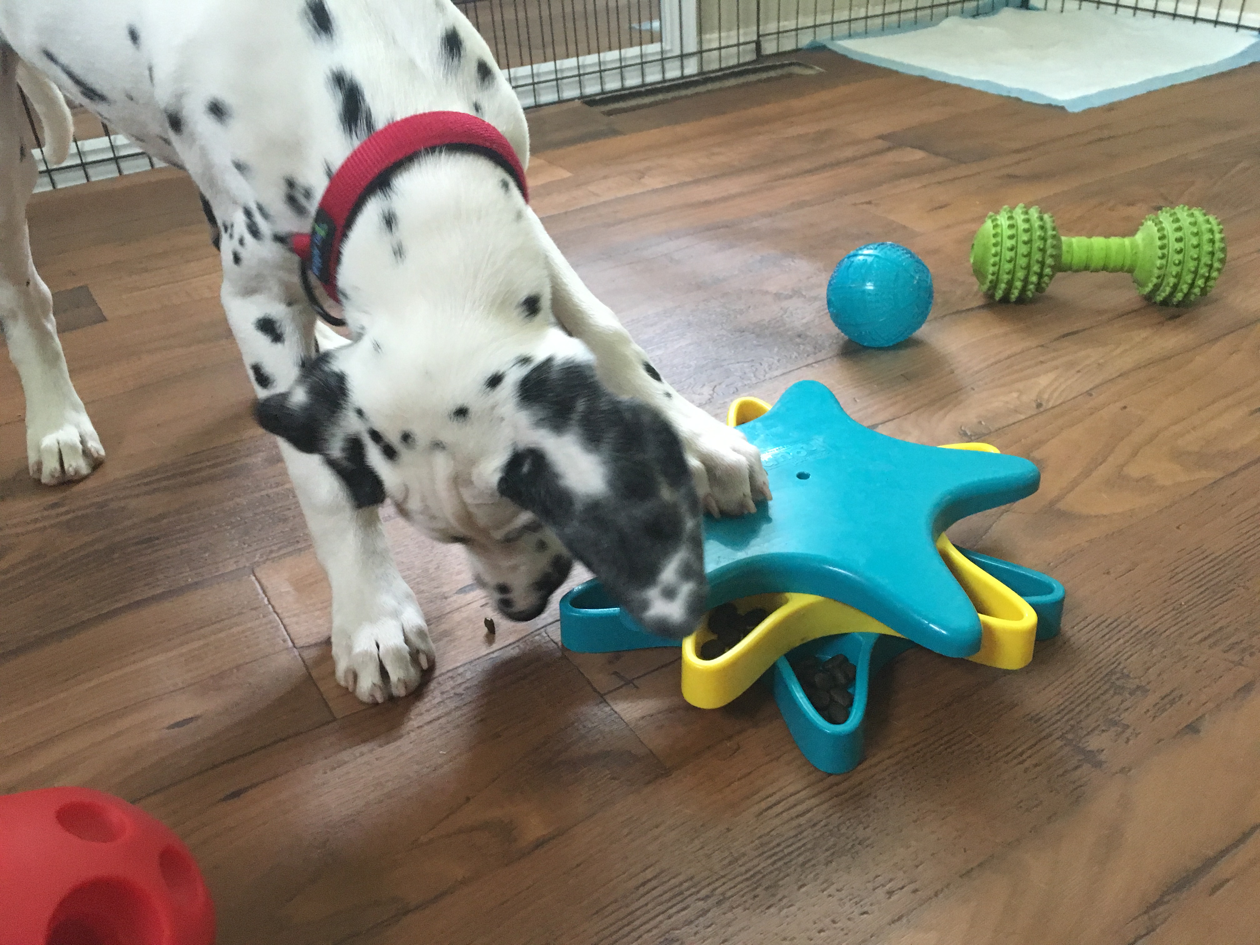 KYJEN Dog Treat Games Food Dispensing Hide N Seek Puzzle Training Toy SMALL  DOG