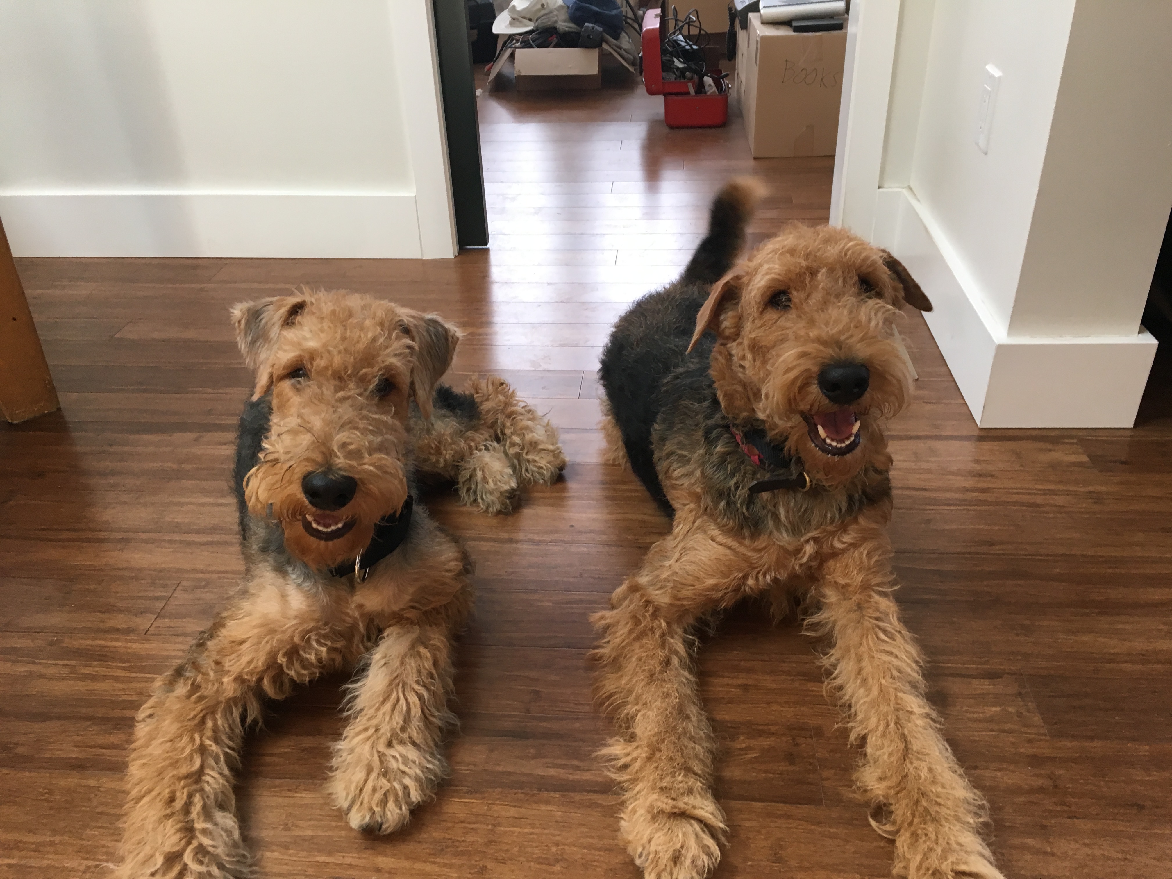 Obedience and Leash Training a Pair of Airedale Terriers ...