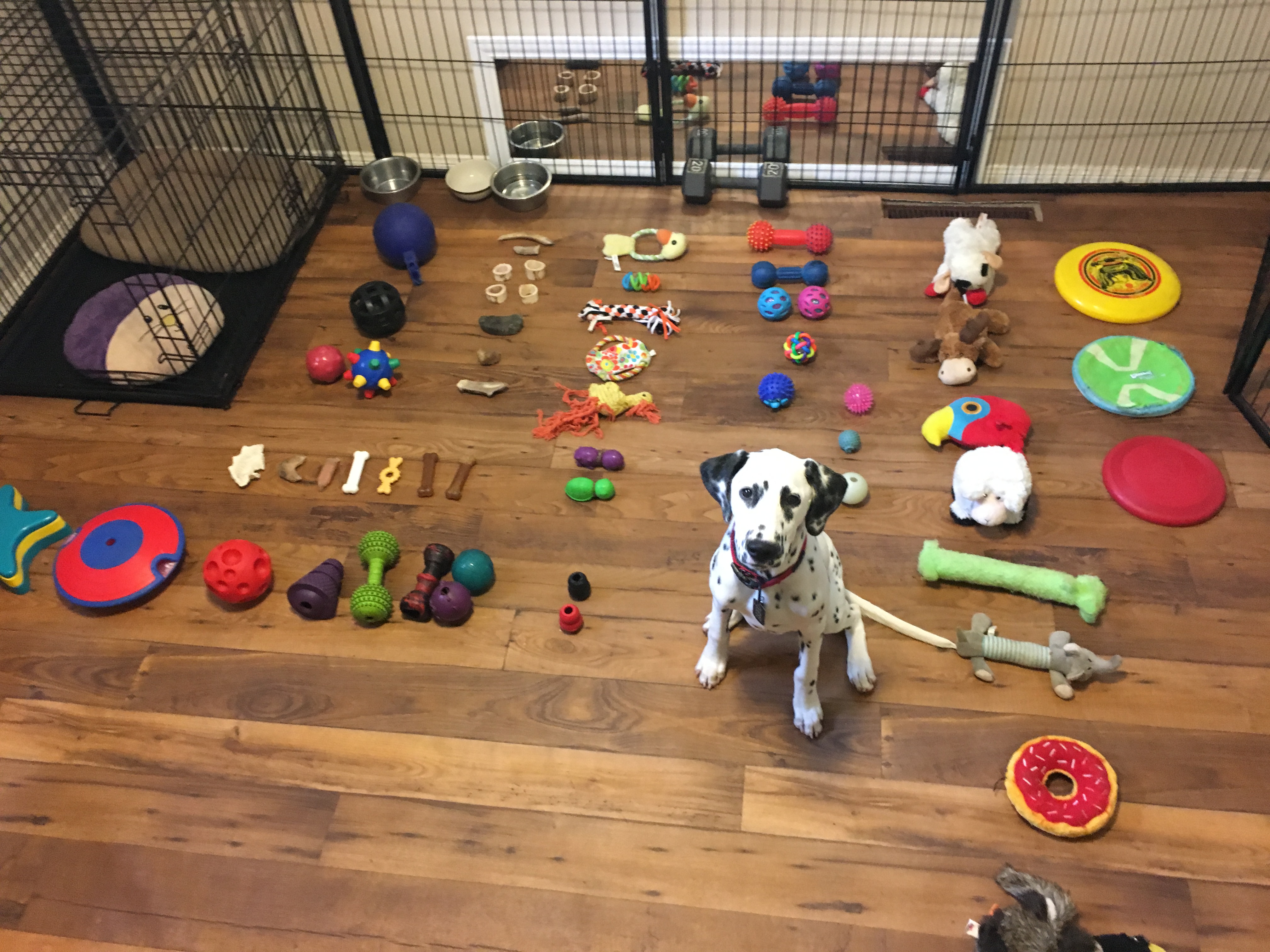 Dog Enrichment Toys