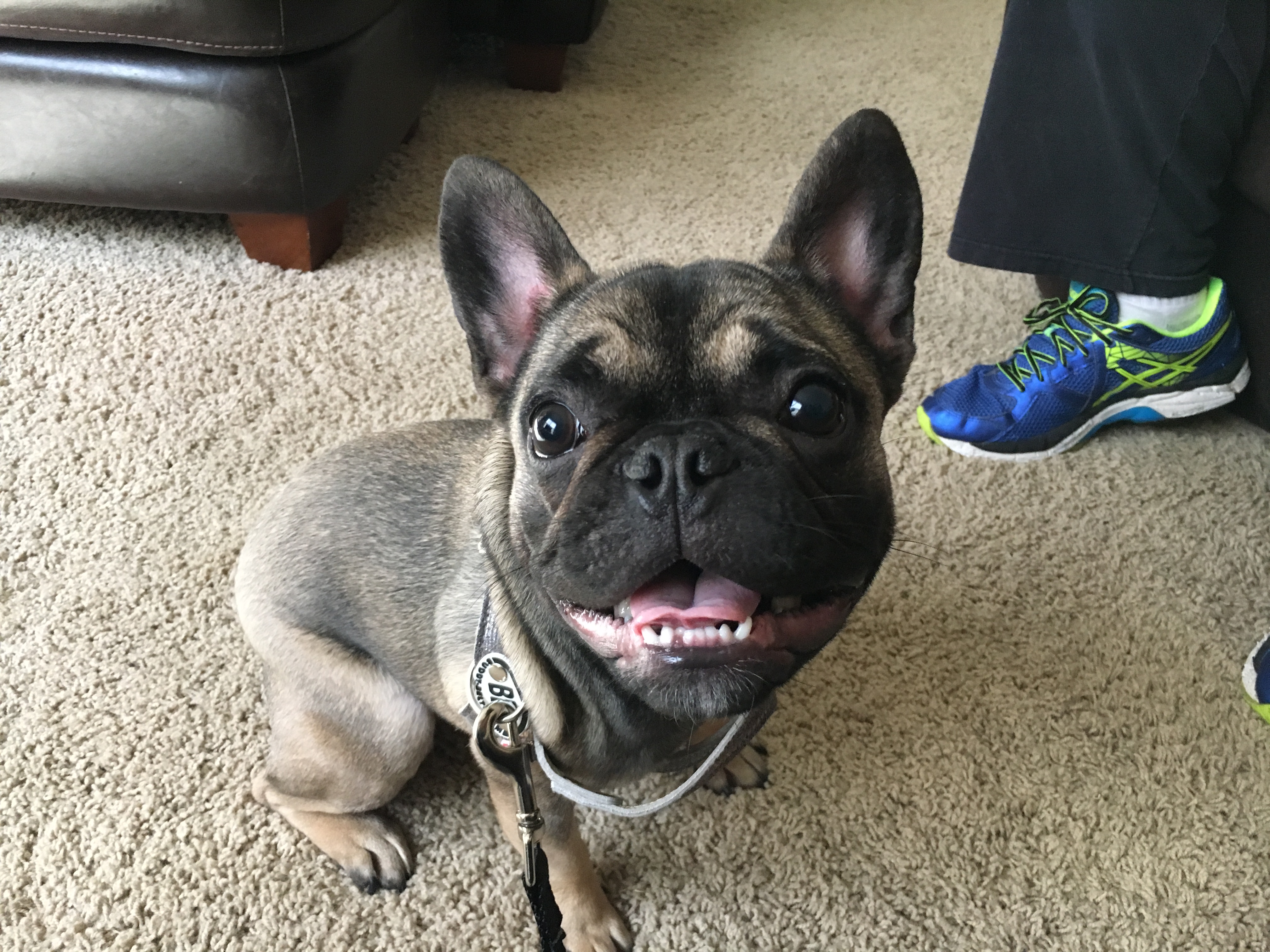 Are French Bulldogs Hyper : Managing their Energy