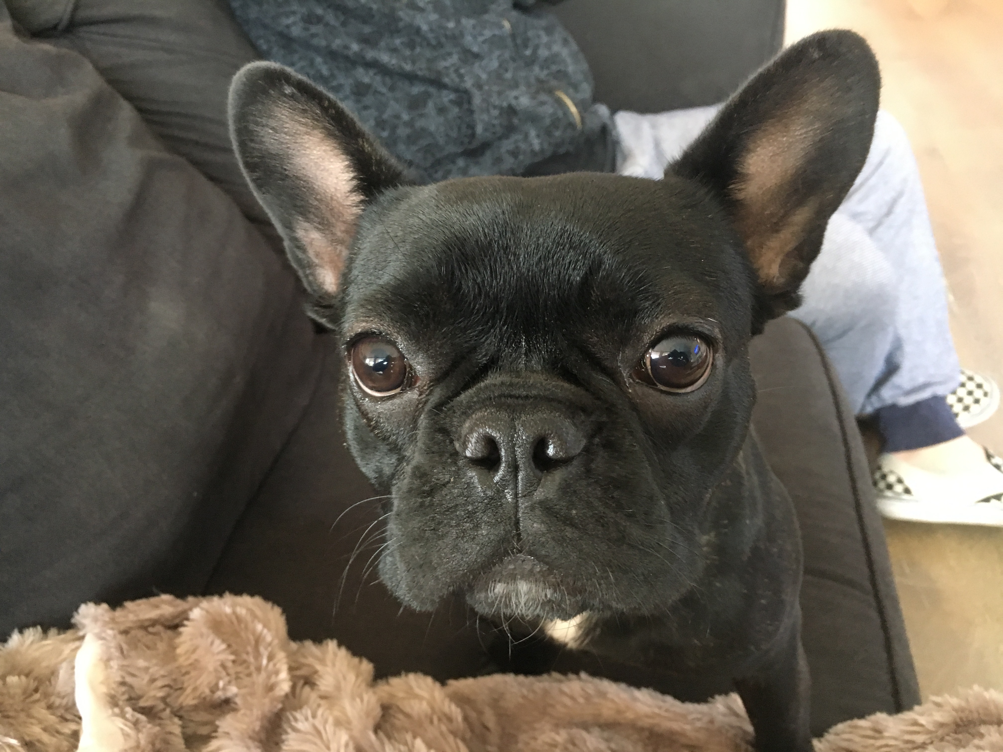 1 year old frenchie