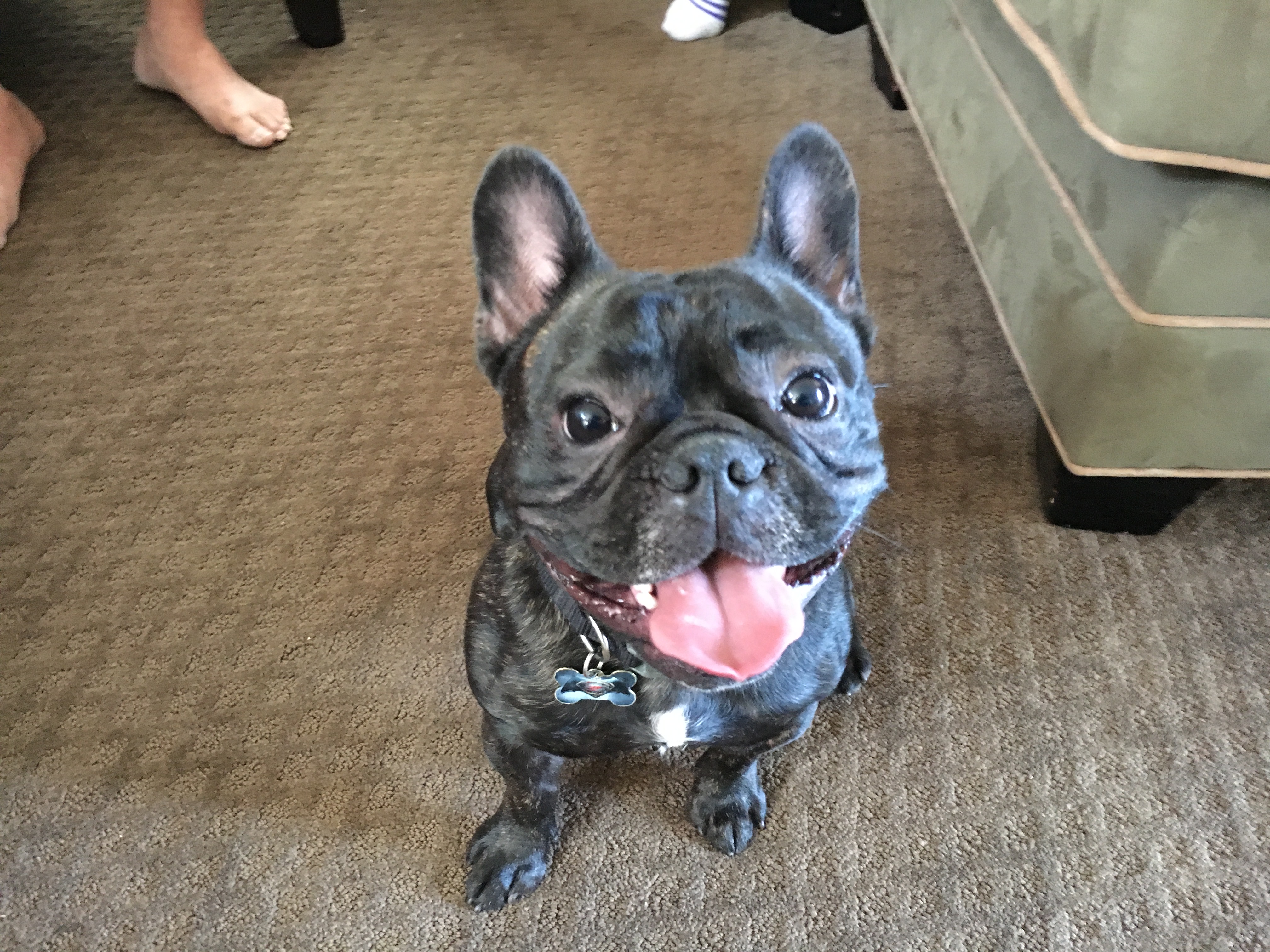 1 year old frenchie
