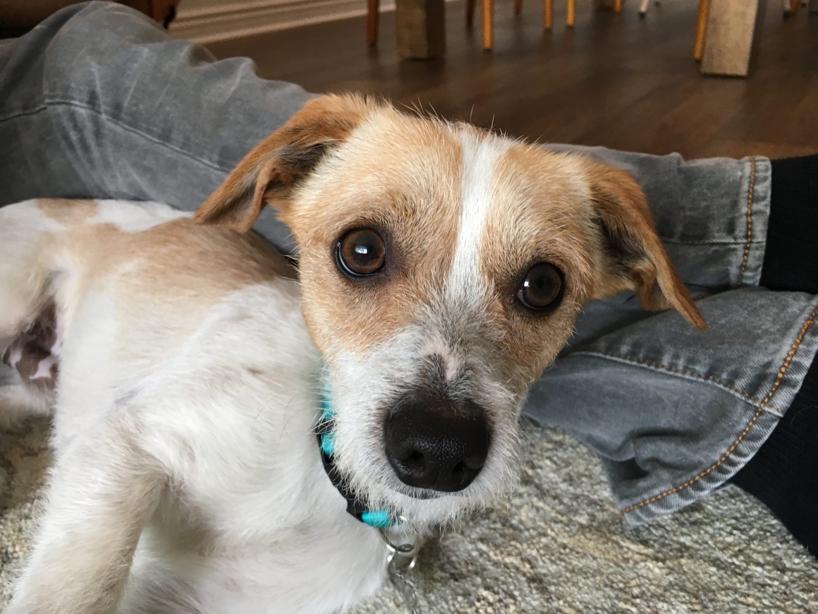 Positive Kennel Training Helps a Jack Russell with Separation Anxiety ...