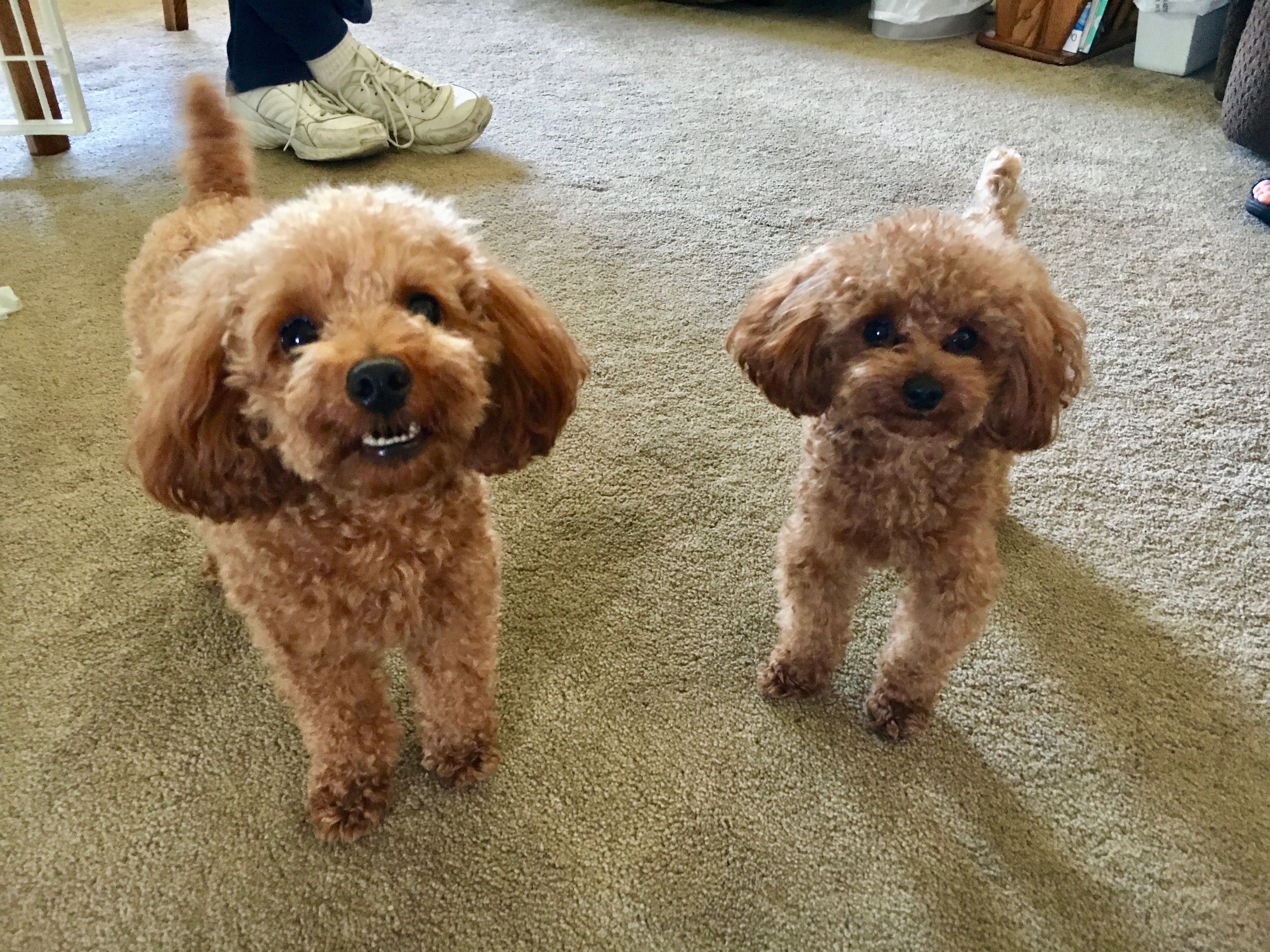 Teaching a Pair of Red Toy Poodles Basic Commands to Boost their  Confidence: Dog Gone Problems