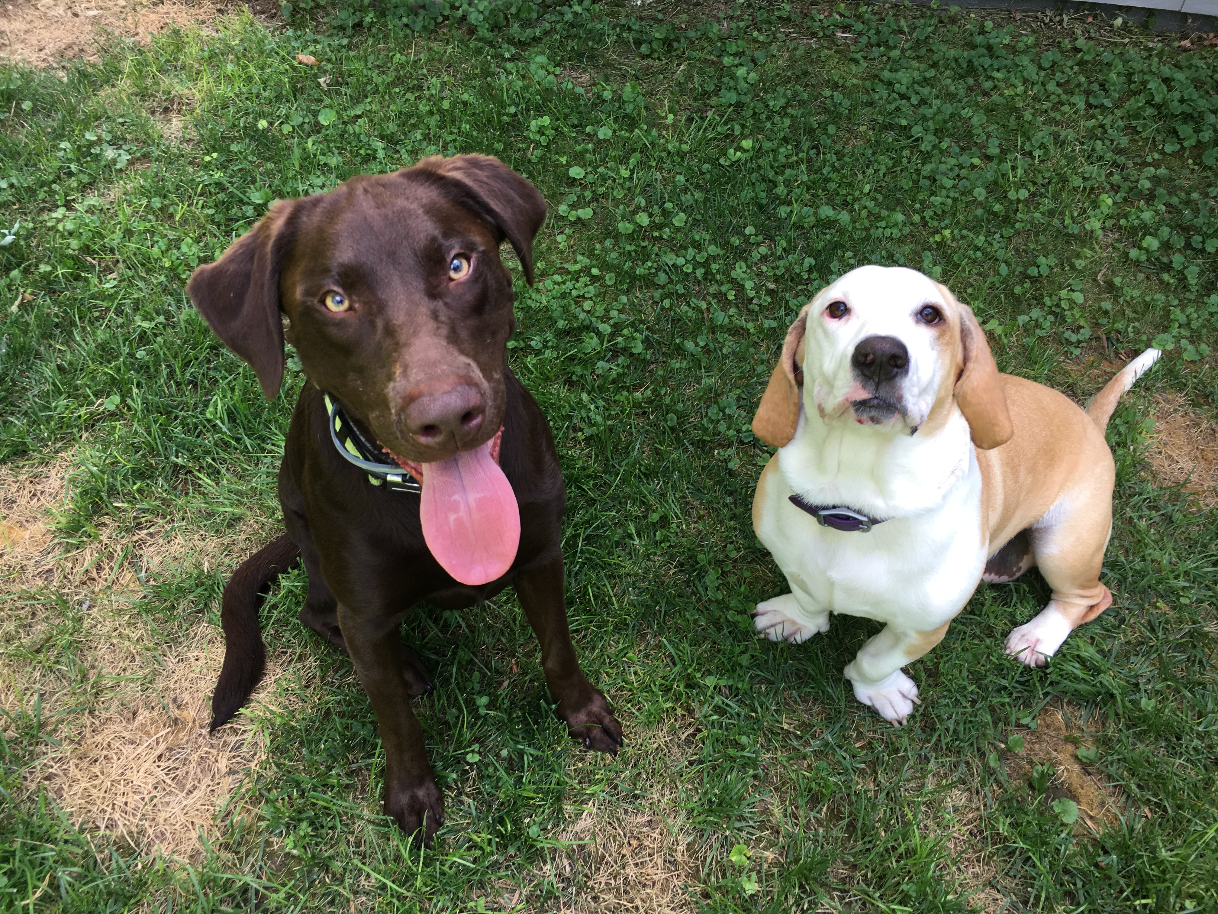 can a labrador retriever and a basset hound be friends